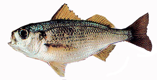 Brachydeuterus auritus_03